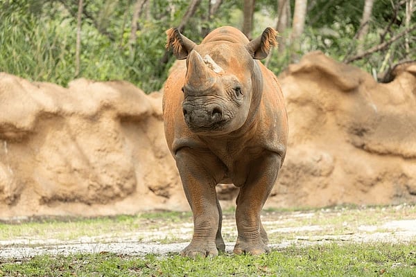 The rare one horned African rhinoceros at Dehiwala Zoo