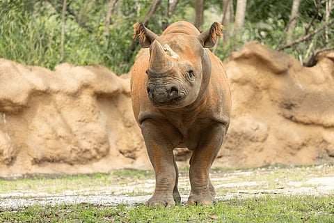 The rare one horned African rhinoceros at Dehiwala Zoo