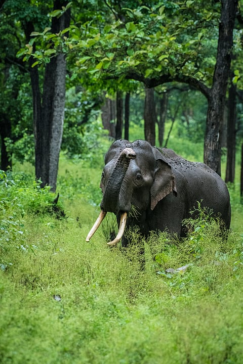 Indian Wild Tusker from Nagarhole National Park And Tiger Reserve