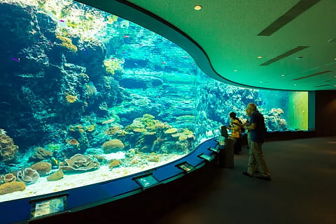 Churaumi Aquarium
