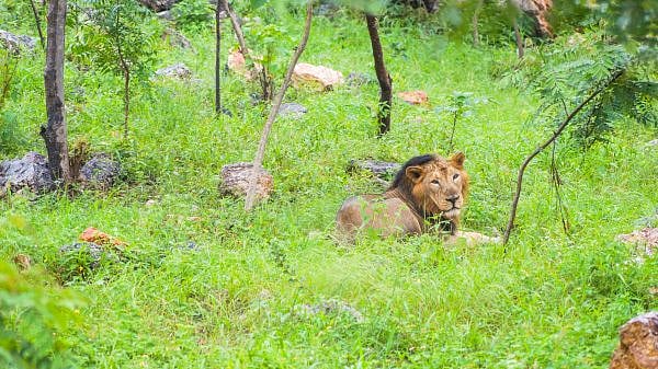 A lion resting after a rain shower in the sanctuary