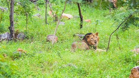 A lion resting after a rain shower in the sanctuary