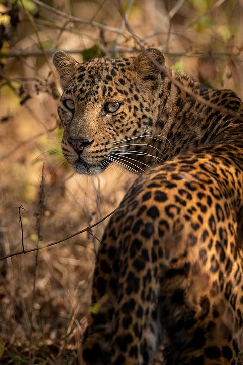 Leopard (female) seen in Bandipur National Park