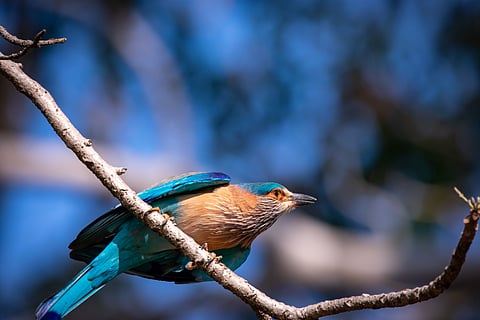 Indian roller at Pench Tiger Reserve