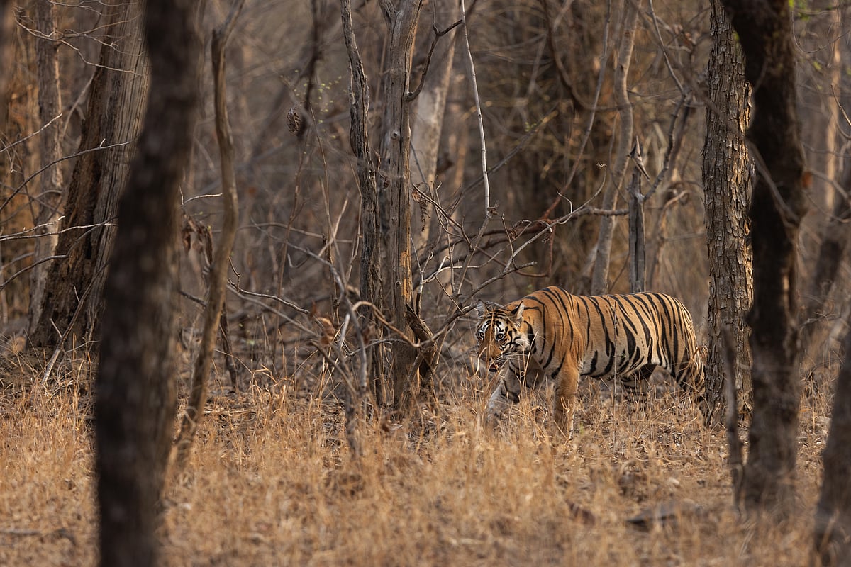 MP To Shut 6 Tiger Reserves/Representational