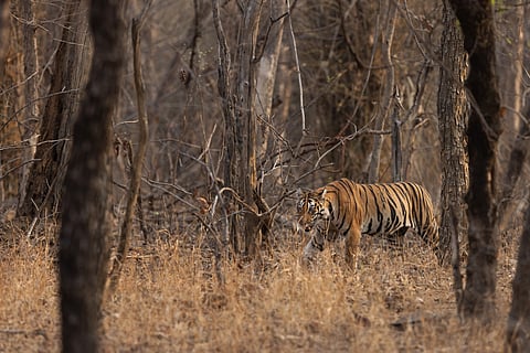 MP To Shut 6 Tiger Reserves/Representational