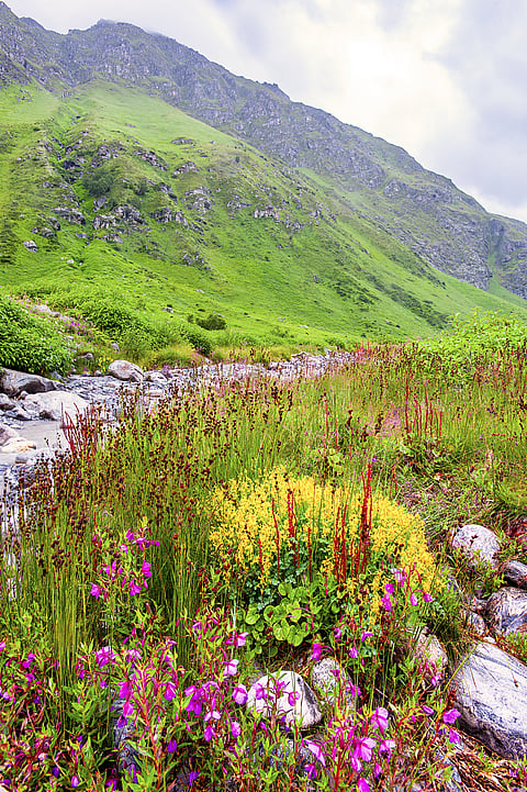 Valley of Flowers, Uttarakhand