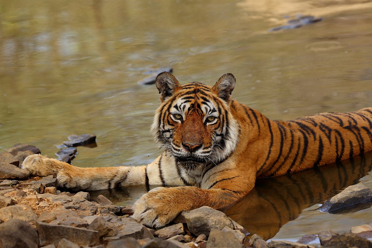 Machhli was the oldest-surviving tigress at the time of her death