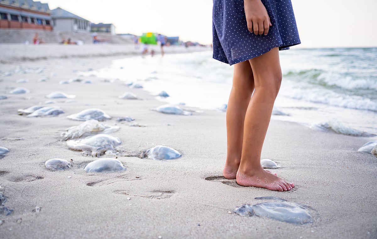 Indias Jellyfish-Prone Beaches