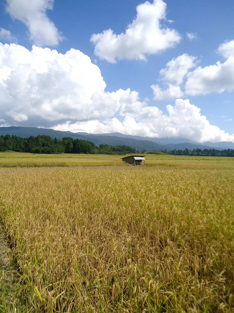 Rural landscape, paddy field of Ziro, Arunachal Pradesh