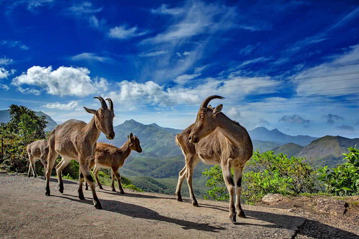 Nilgiri tahr in Munnar