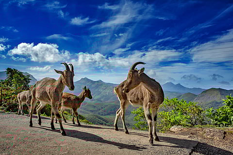 Nilgiri tahr in Munnar