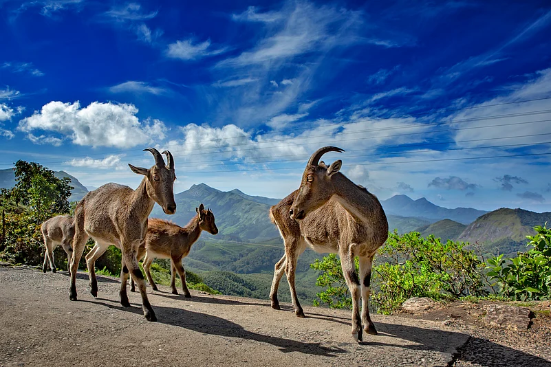 Nilgiri tahr in Munnar