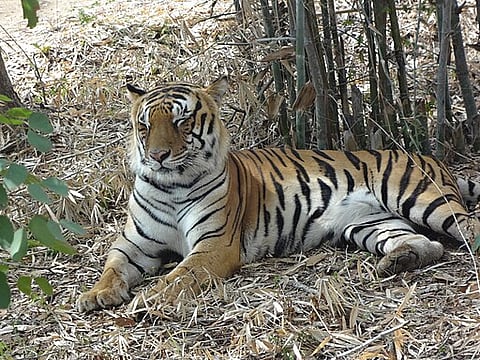 Go on a tiger safari here