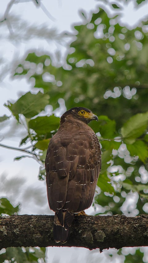 A Crested Serpent Eagle sitting on a tree in Anamalai Tiger Reserve