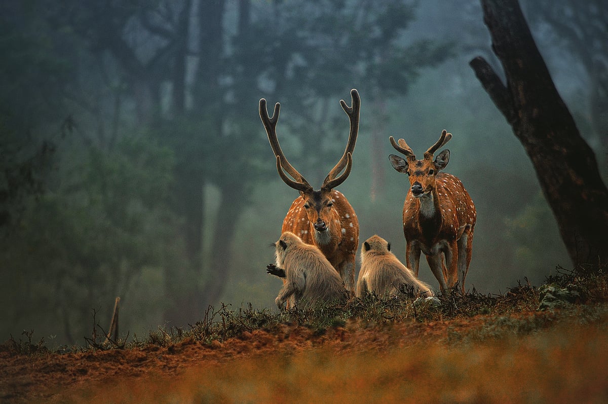 In the wild of Mudumalai