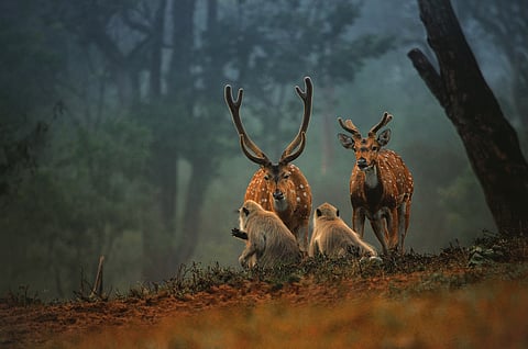 In the wild of Mudumalai