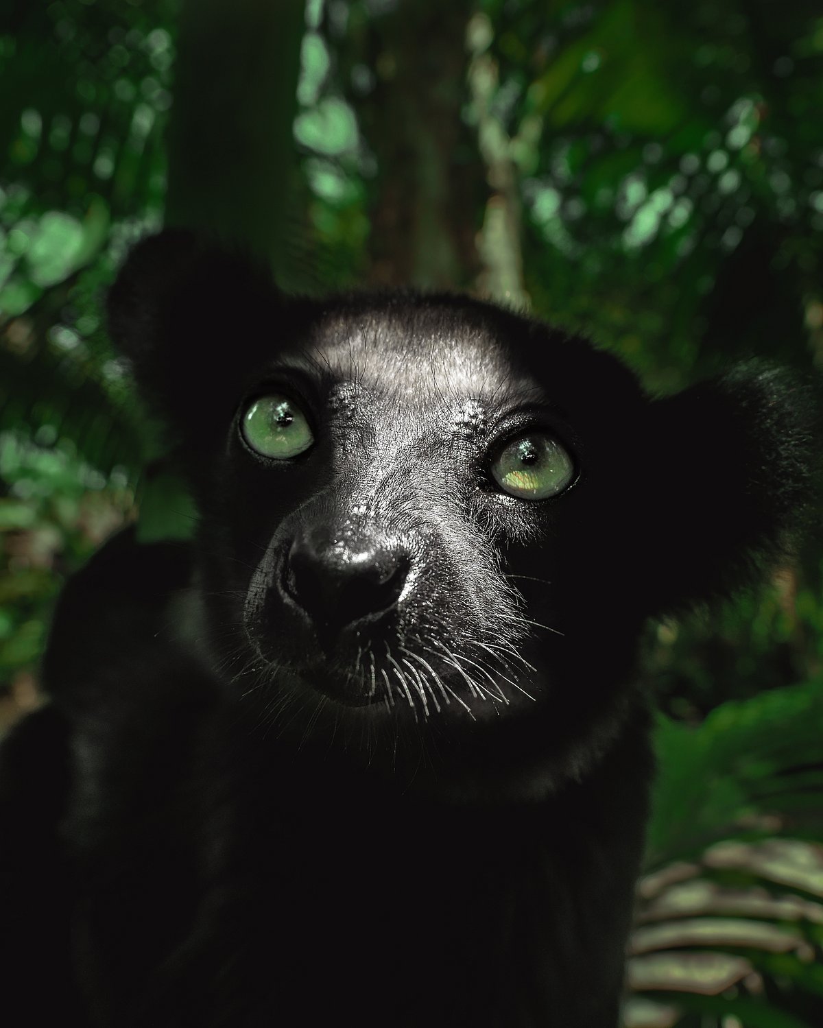 Shutterstock : Black panther from the woods of South India