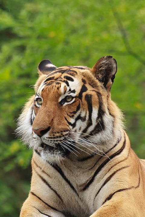 A majestic tiger sits in his habitat