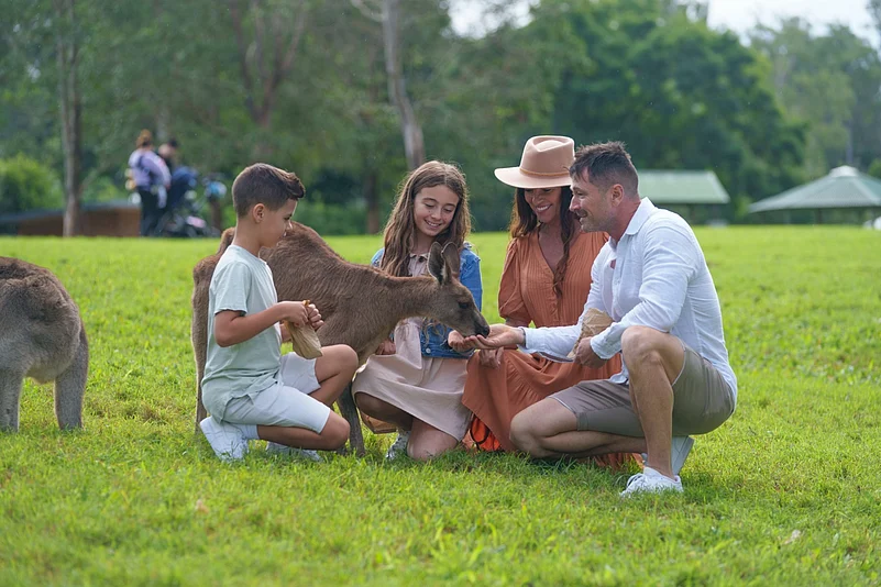 Learn about how the Lone Pine Koala Sanctuary is contributing to animal welfare efforts through their conservation work