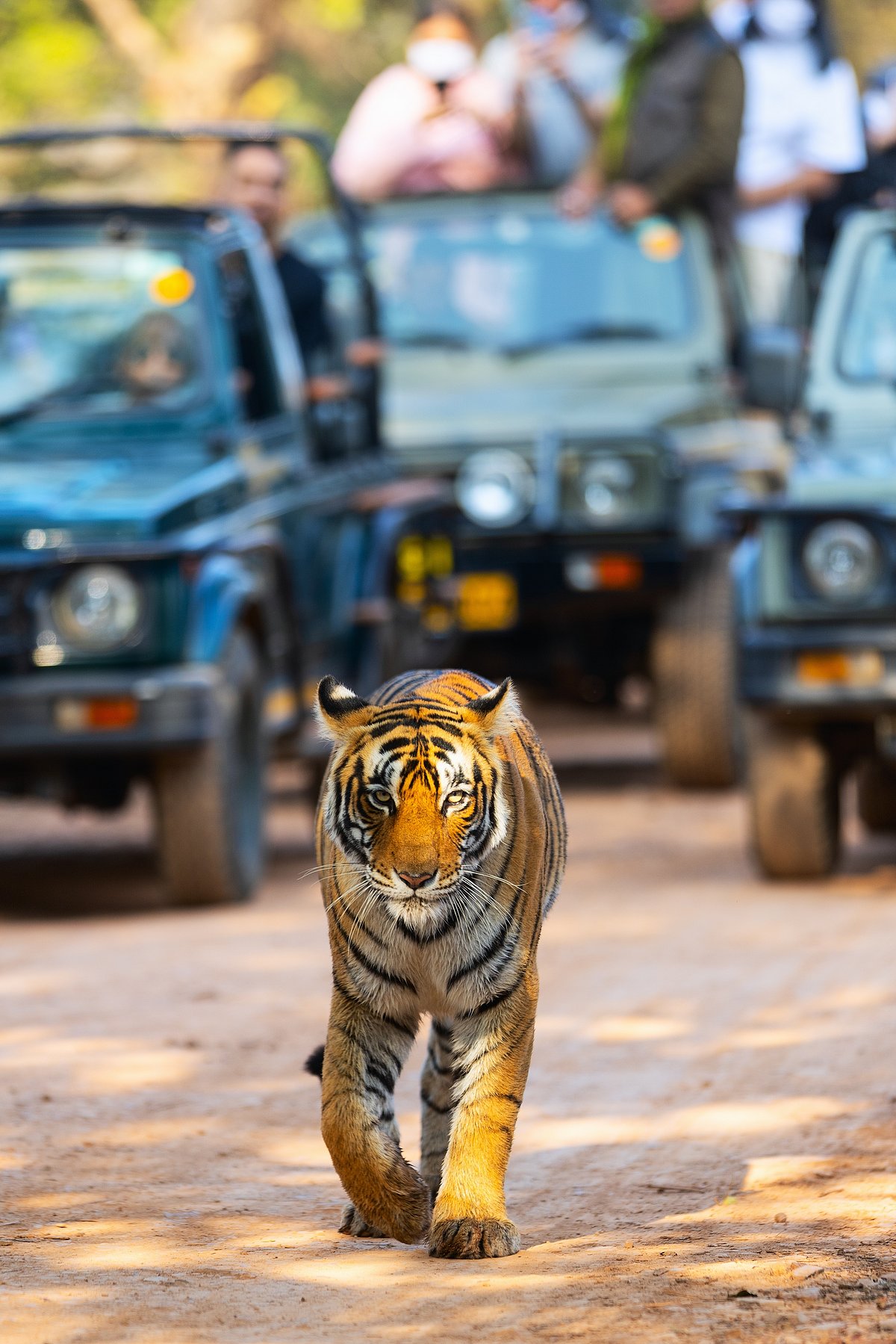 Shutterstock : A tiger walks in front of jeeps at a national park