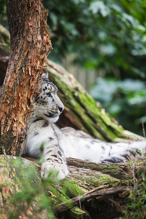 A snow leopard at Hemis National Park