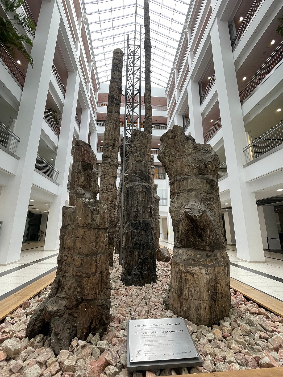 The Museum of Natural History showcases a 290 million-year-old “Petrified Forest