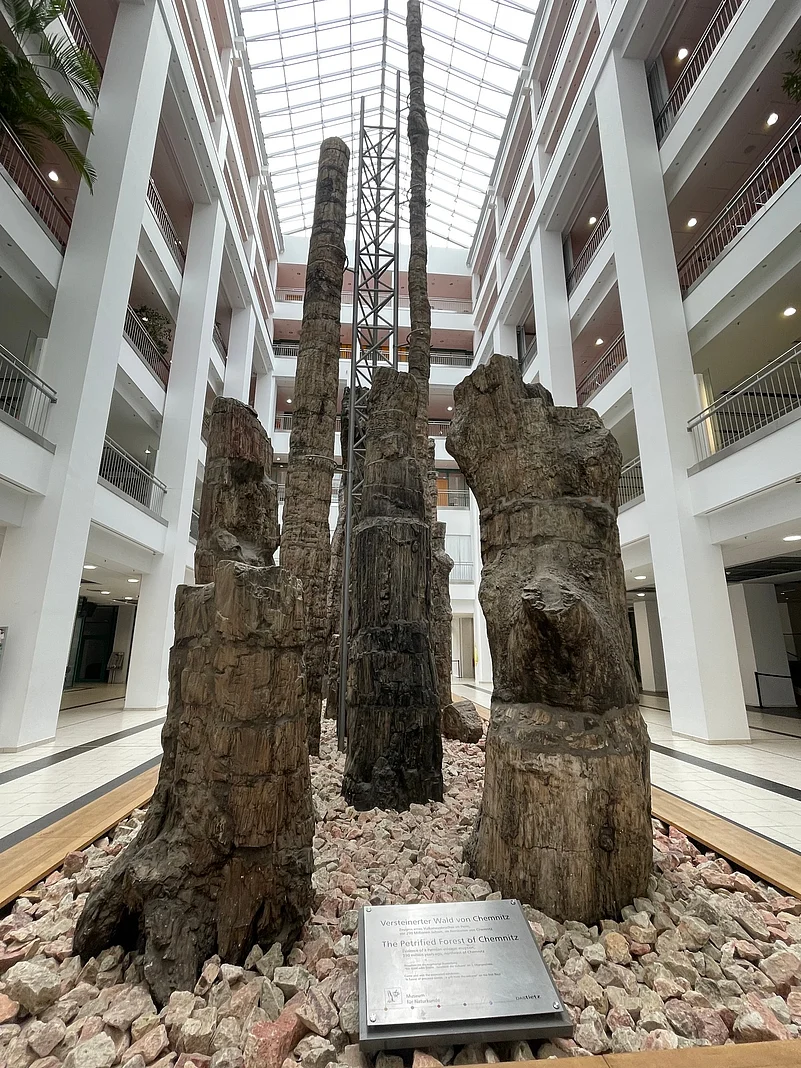 The Museum of Natural History showcases a 290 million-year-old “Petrified Forest