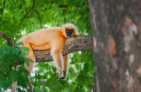 A golden langur rests on a tree branch. They can be found in Raimona National Park.