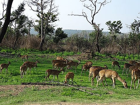 Bandipur is one of the most popular wildlife parks of Karnataka