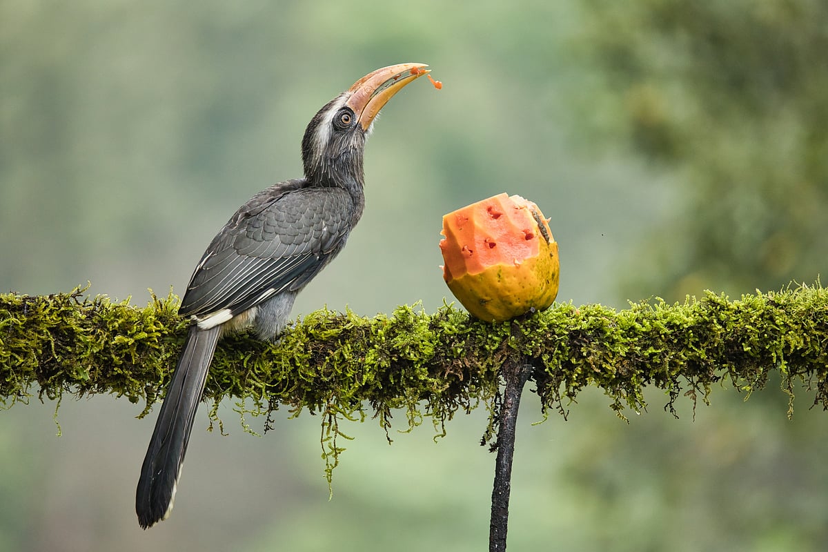 The Western Ghats emerges as a hotspot for avian endemism