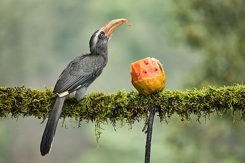 The Western Ghats emerges as a hotspot for avian endemism