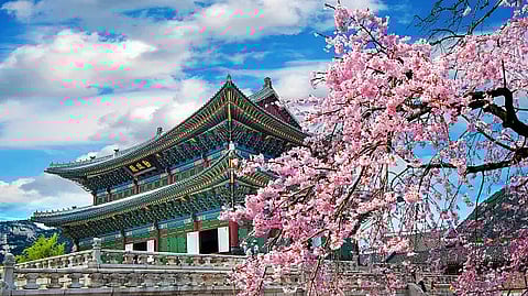 Cherry blossom season in Japan typically occurs in spring