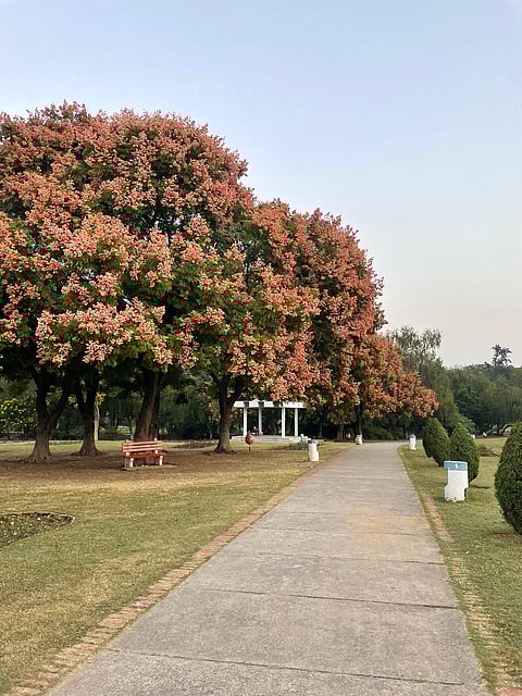 At the Rose Garden of Chandigarh