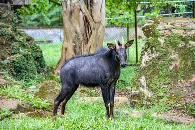 Danny Ye/Shutterstock : The mainland serow is classified as a vulnerable species by the IUCN