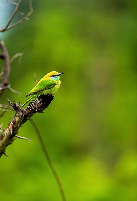 Green Bee-eater spotted in Mudumalai Wildlife Sanctuary