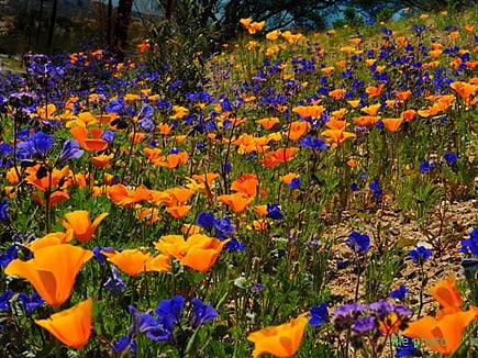 Seasonal flowers in full bloom at Phoolon ki Ghati