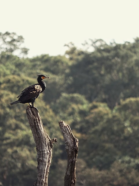 The great cormorant in Periyar Wildlife Sanctuary