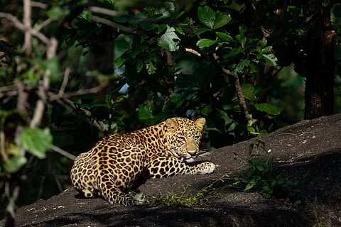 A leopard sits on a branch in Pench Tiger Reserve
