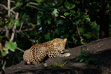 Shutterstock : A leopard sits on a branch in a forest reserve