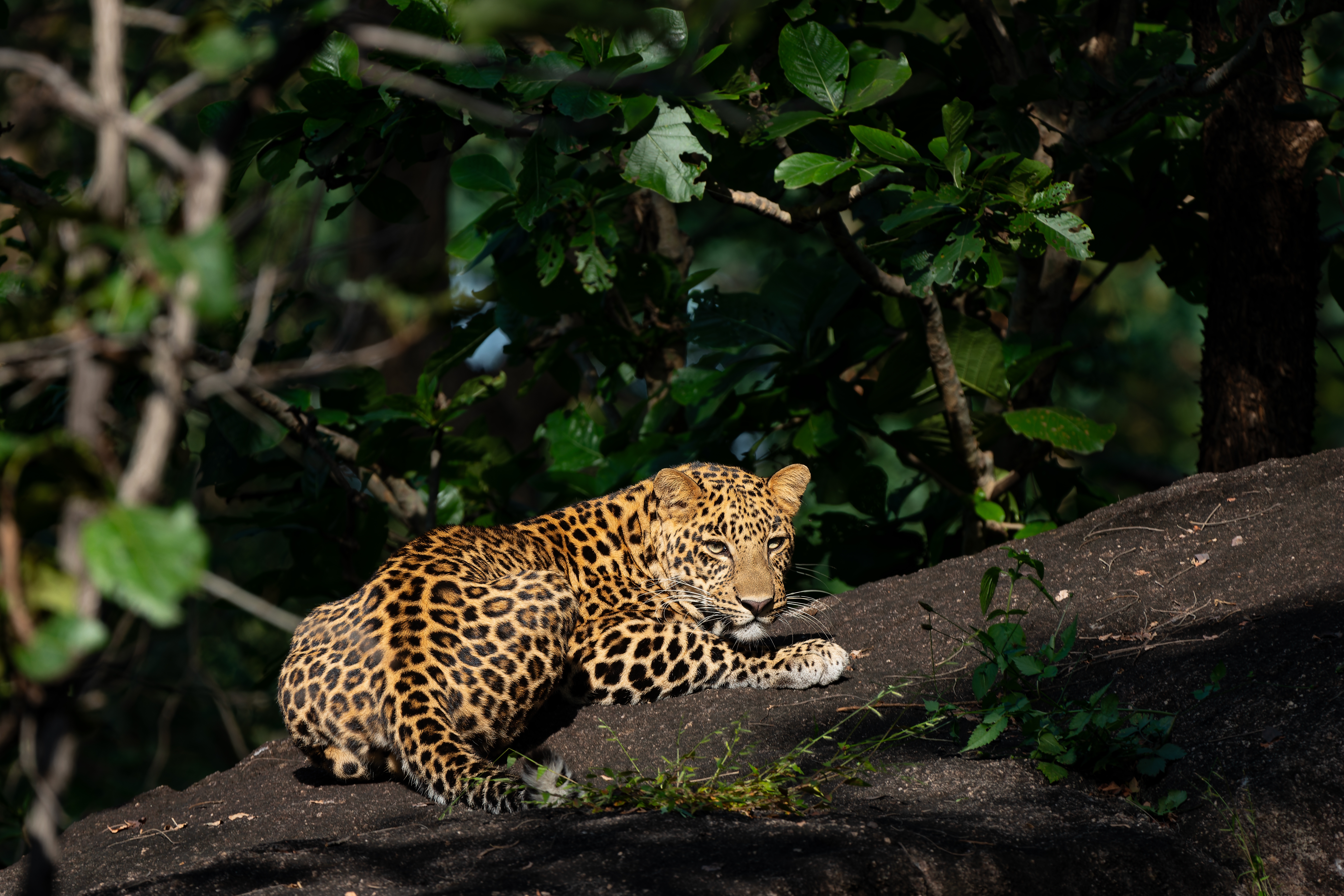A leopard sits on a branch in Pench Tiger Reserve