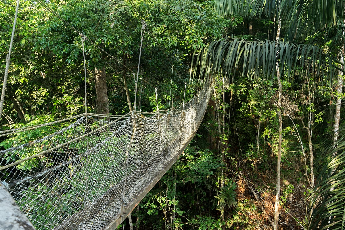 The Iwokrama Canopy Walkway in lush rainforest