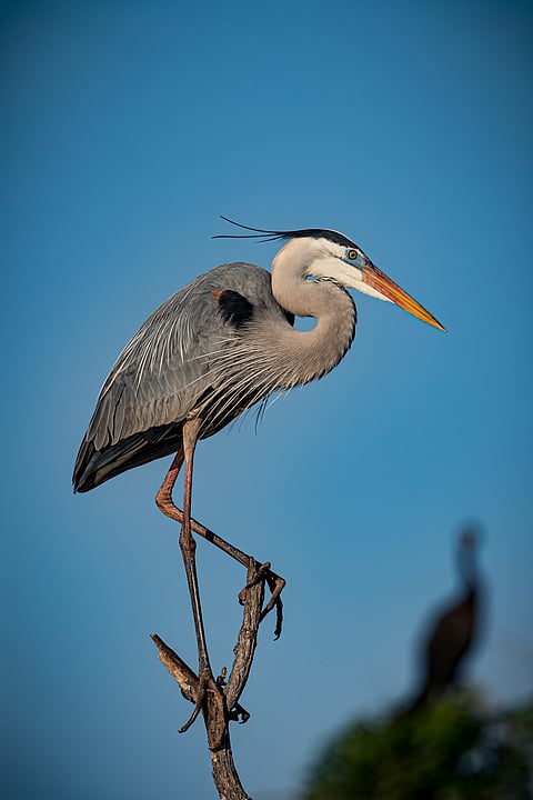 A Great Blue Heron perched on a tree