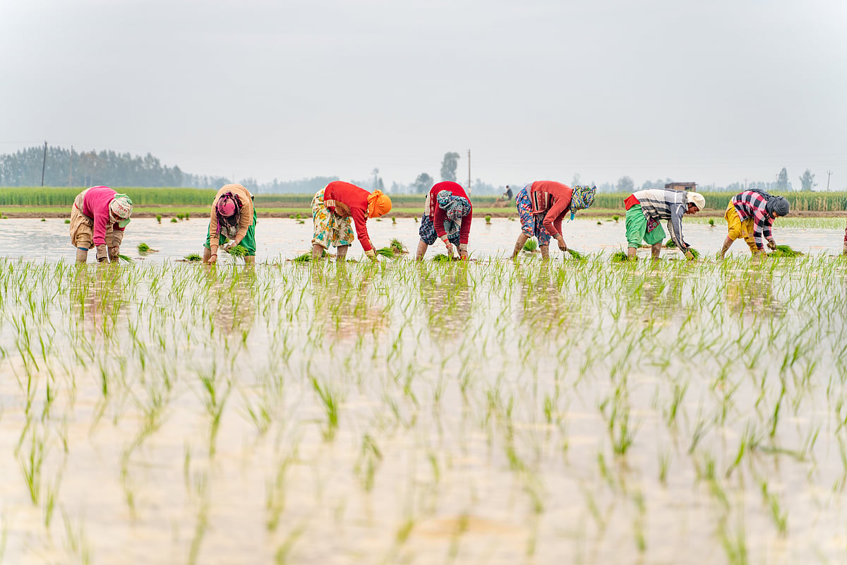 Shutterstock : NESFAS is actively working to promote awareness of knowledge systems related to food in Meghalaya