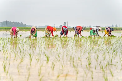 Shutterstock : NESFAS is actively working to promote awareness of knowledge systems related to food in Meghalaya