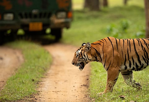 Ensure that your tour operator employs knowledgeable guides and naturalists who prioritise wildlife conservation and provide accurate information about tiger behaviour and habitats