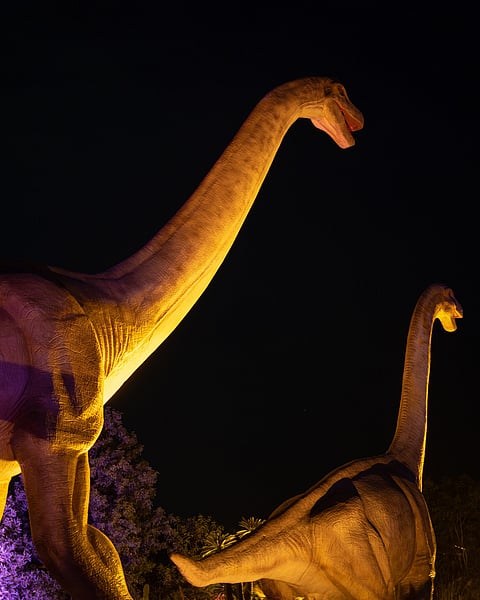 The "Aurora Nights" experience at the Dino Desert