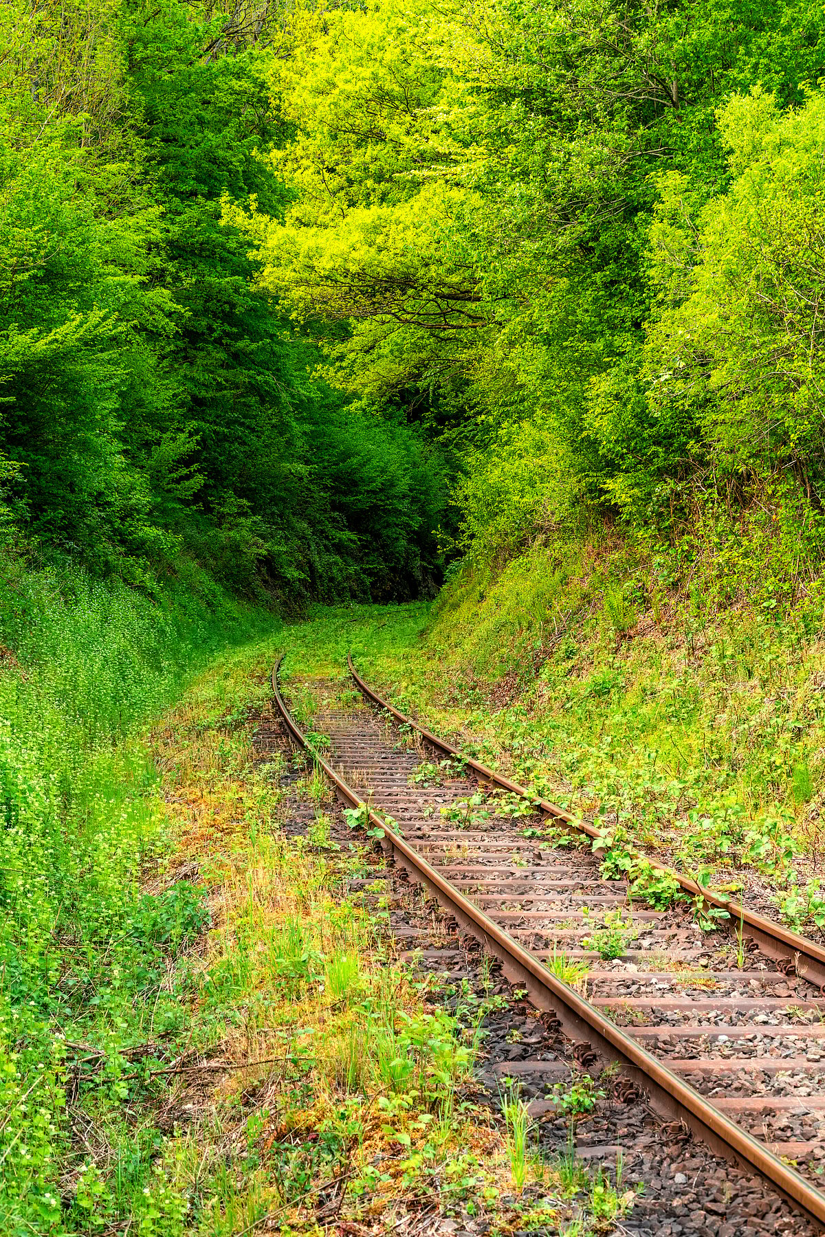 Shutterstock : A railway track goes through a lush green landscape