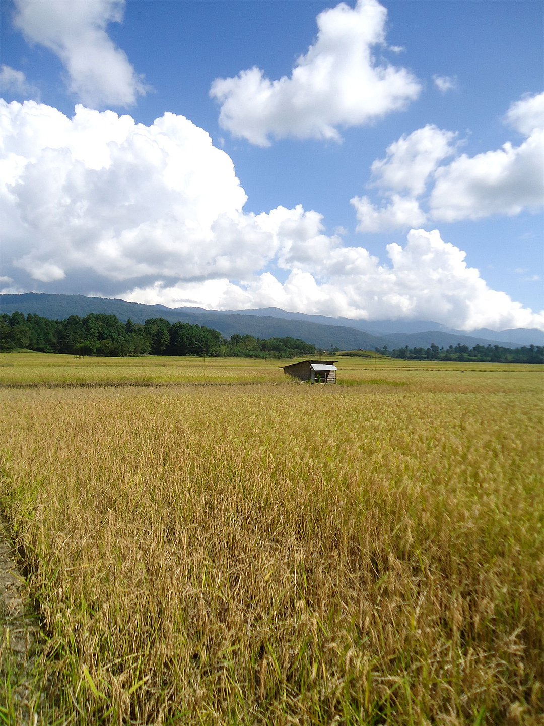 Rural landscape of paddy field in Ziro