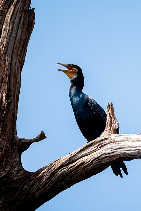Double-crested cormorant in Parambikkulam Tiger Reserve